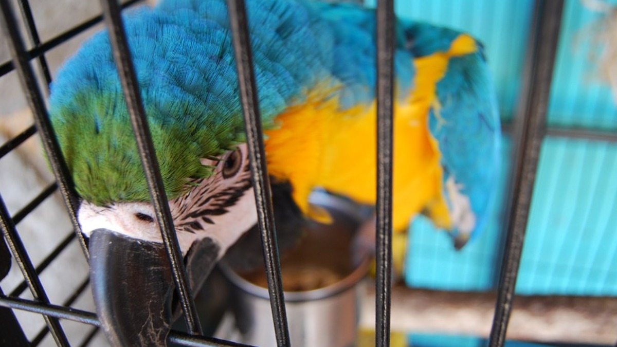 aves exóticas de estimação