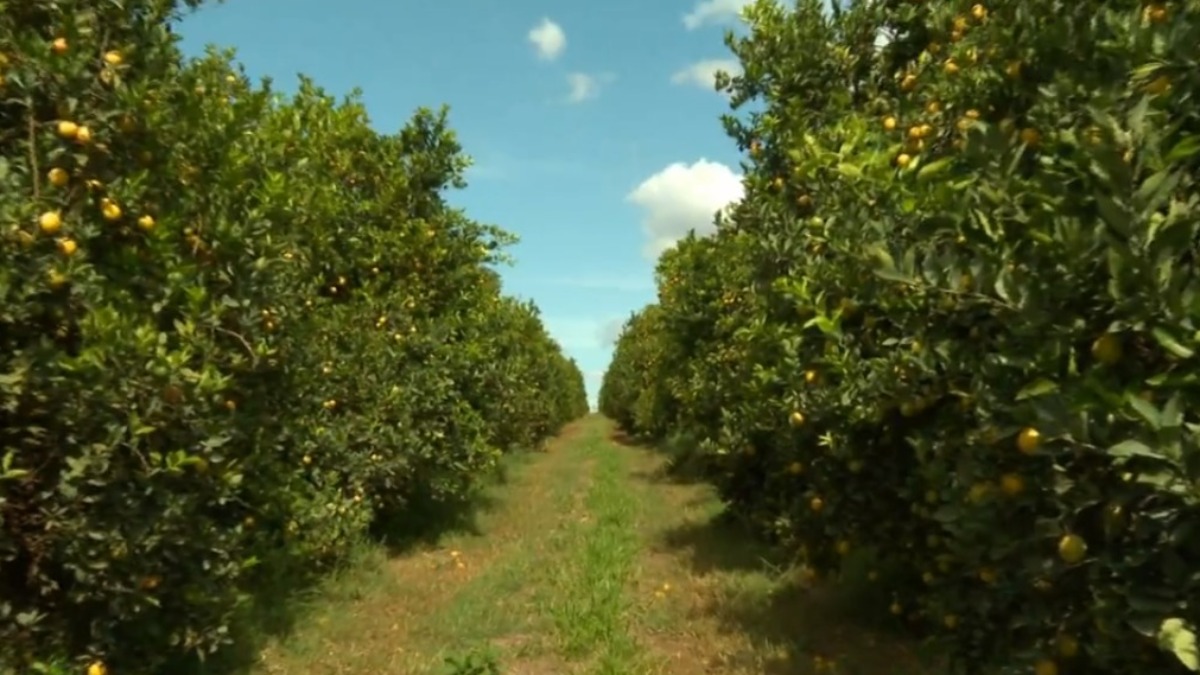 safra de laranja-pera