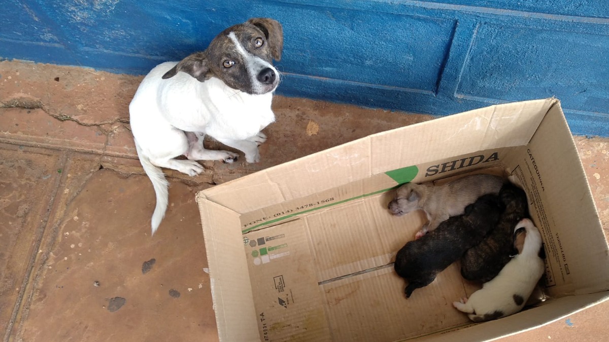 Câmeras de seguranças flagram homem abandonando