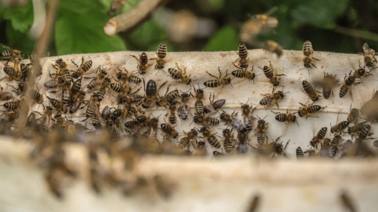 Ataques de abelhas na região de