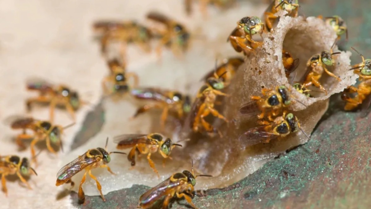 Cidade Amiga das Abelhas