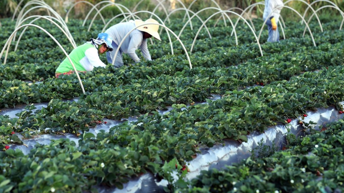 Agricultores que seguem o zoneamento agrícola