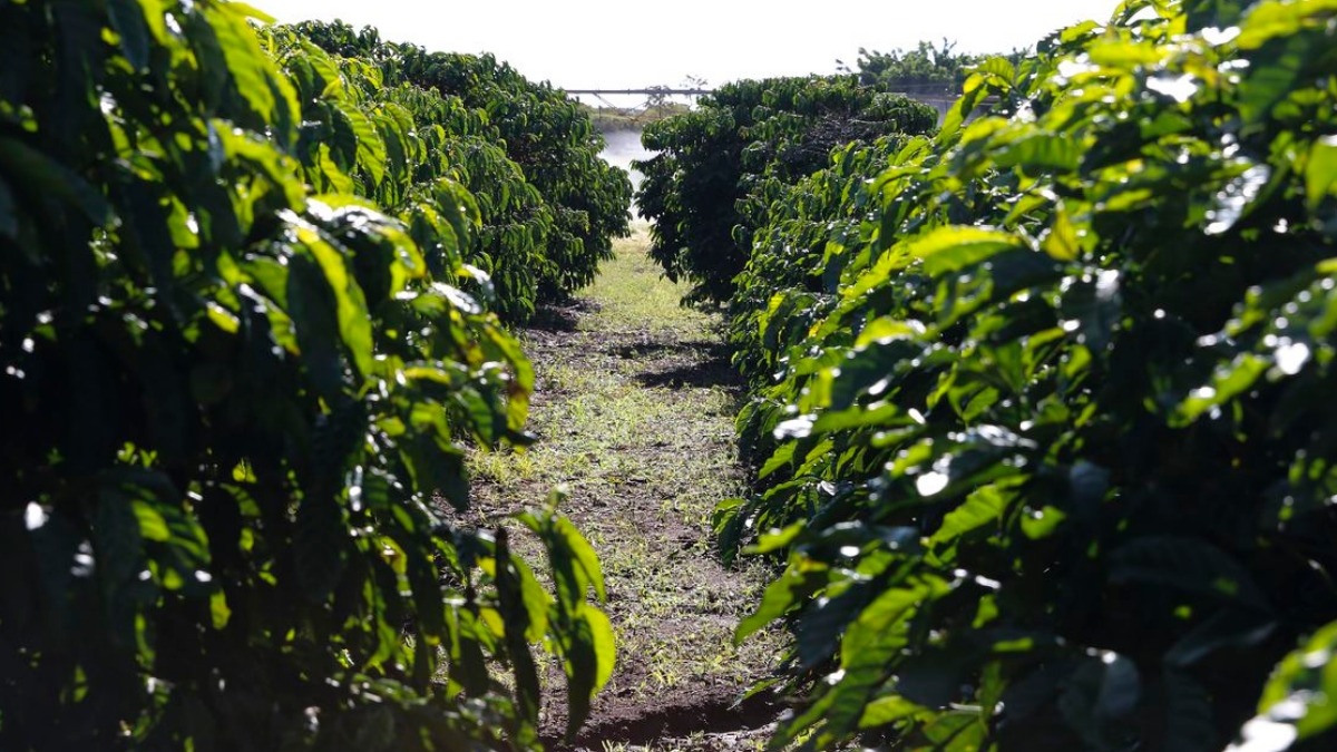 Fazenda experimental testa manejos e tecnologias