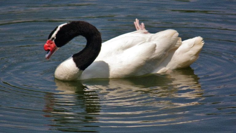 Minas Gerais decreta emergência sanitária animal