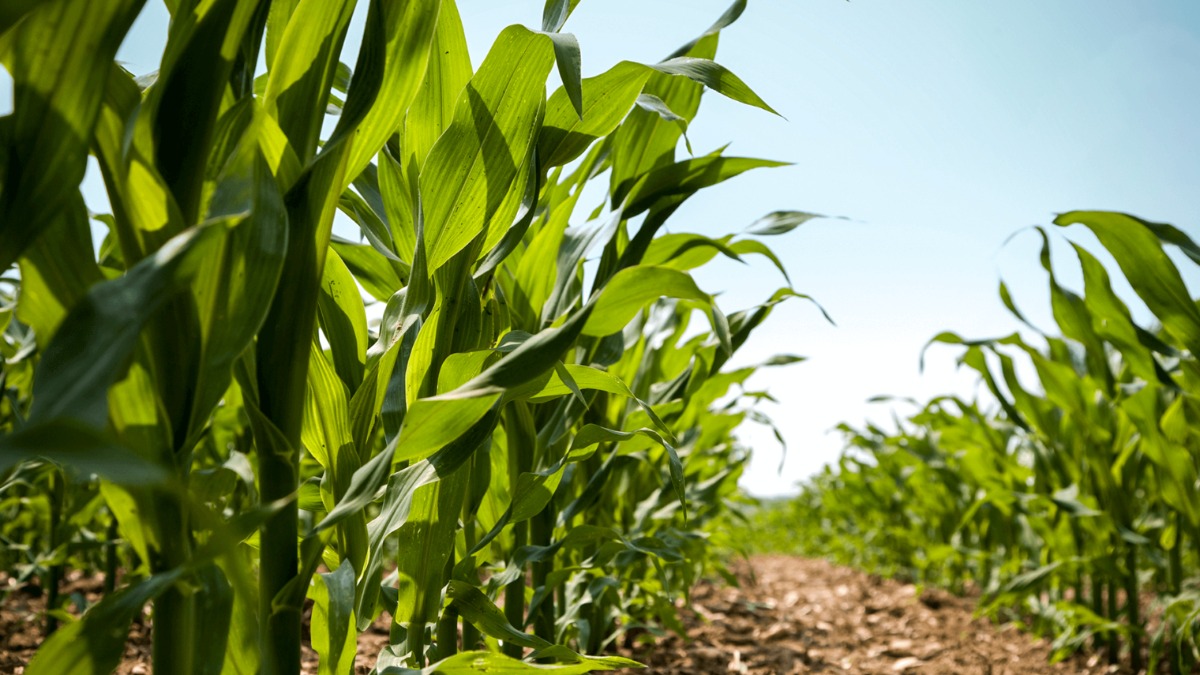 qualidade matéria-prima cana