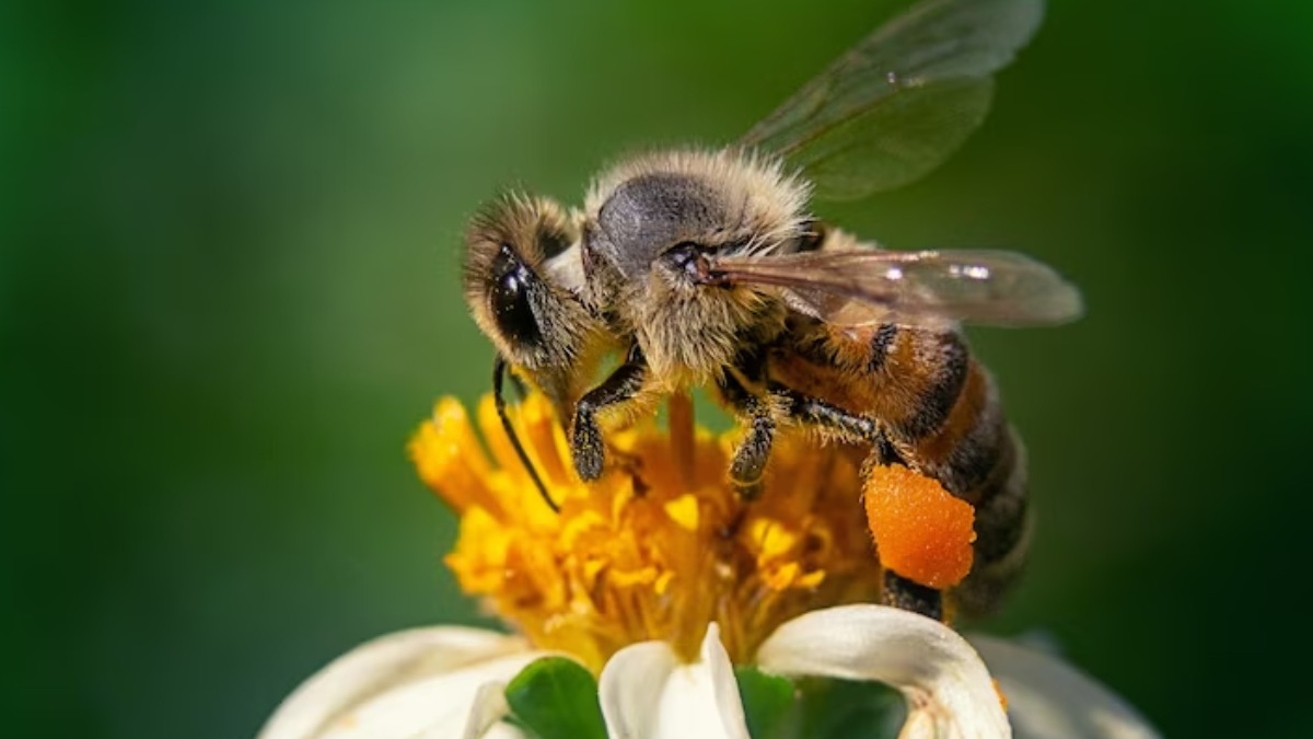 Dia Nacional das Abelhas
