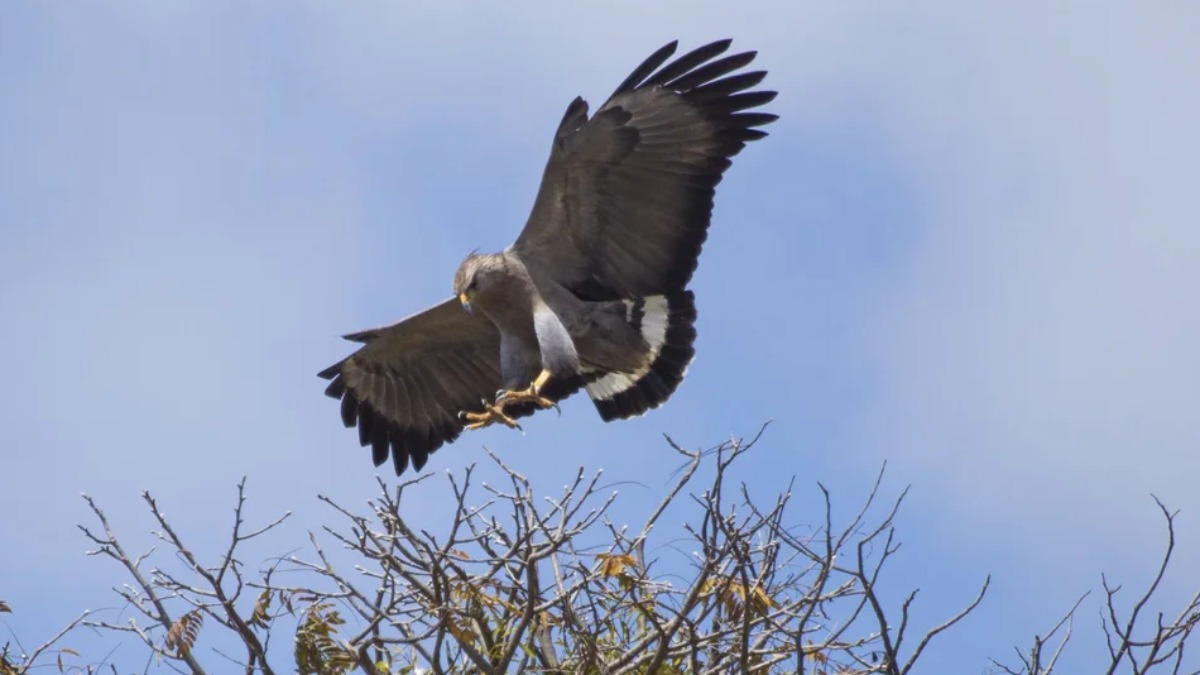 A imponente e rara águia