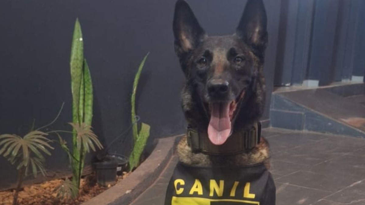 Apreensão de drogas em Pontal