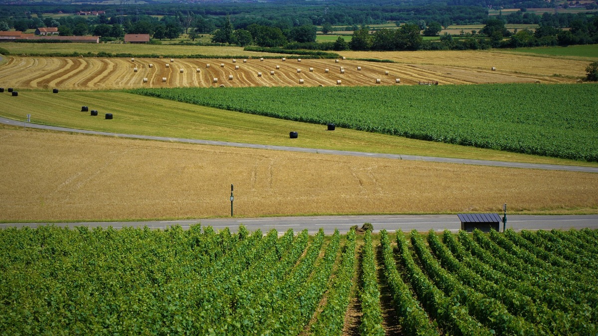 Potência agro brasileira
