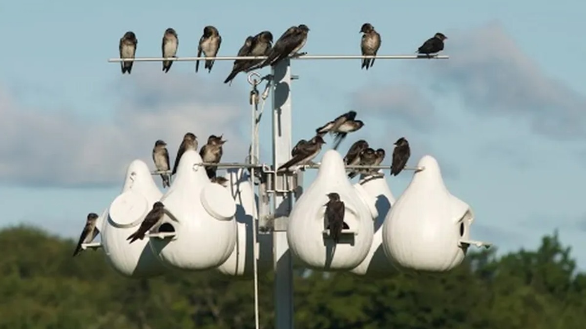 Migração de andorinhas