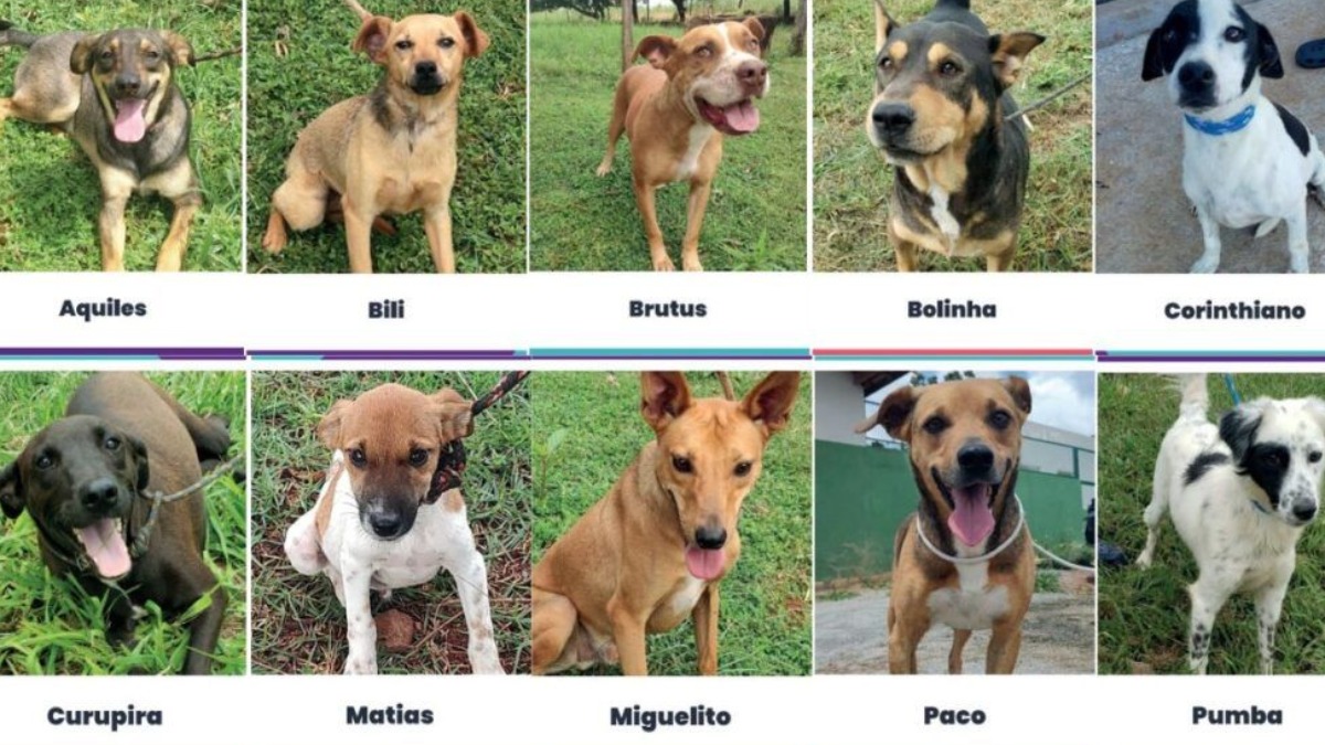 Concessionária realiza ação de regaste