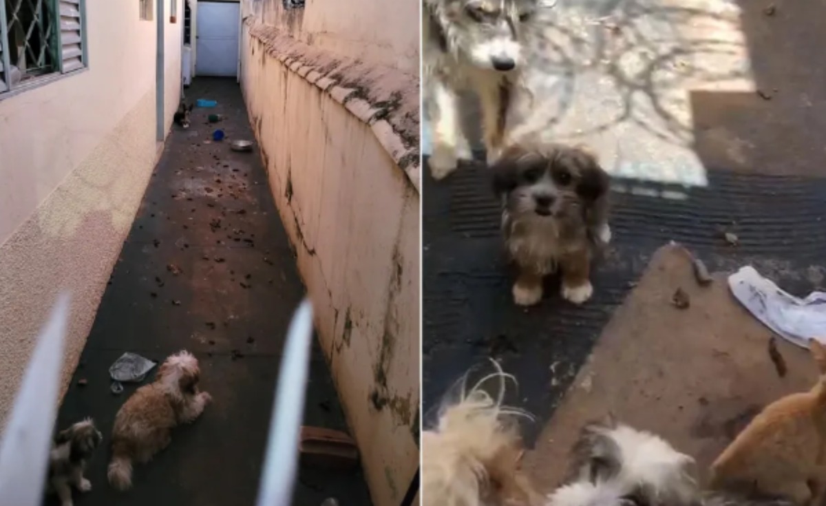 cachorros abandonados