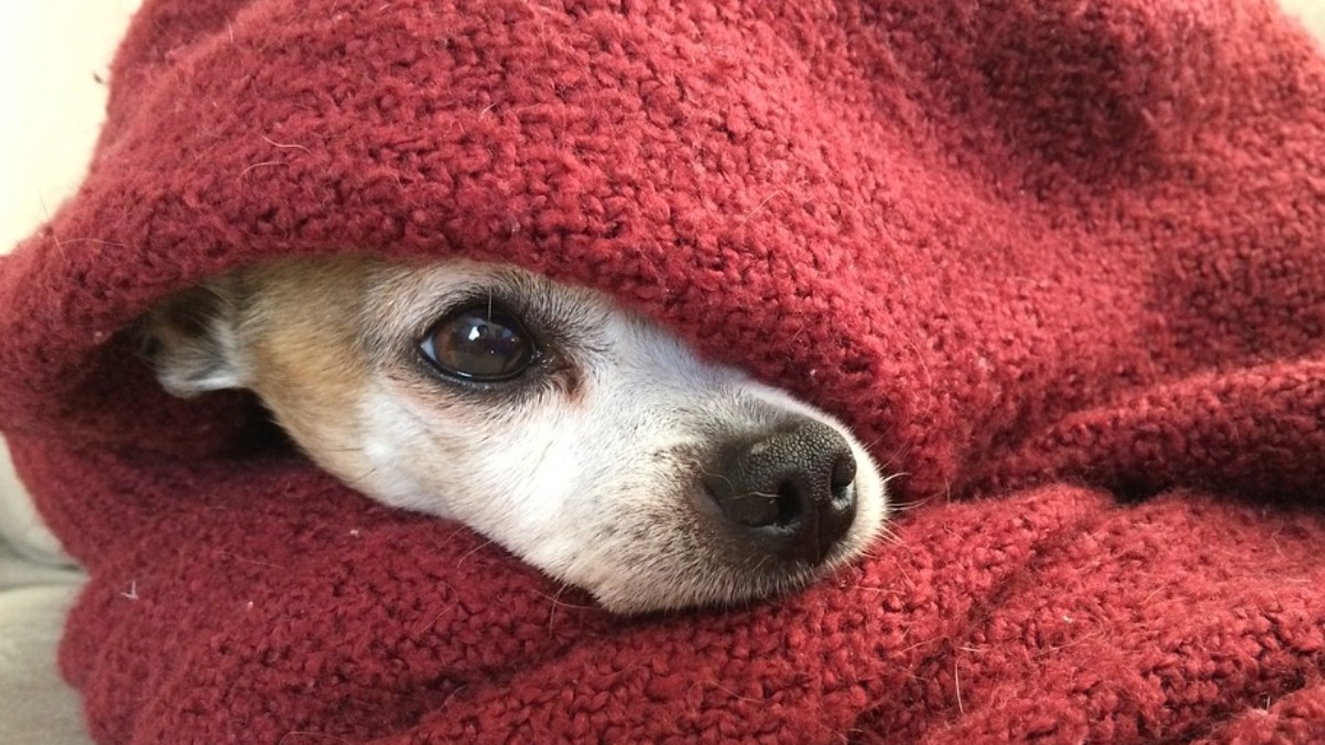 proteger pets do frio