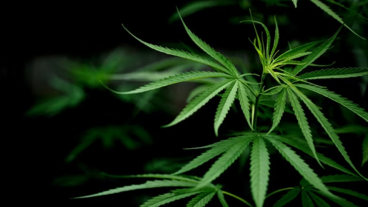 Marcha da Maconha divide opiniões e