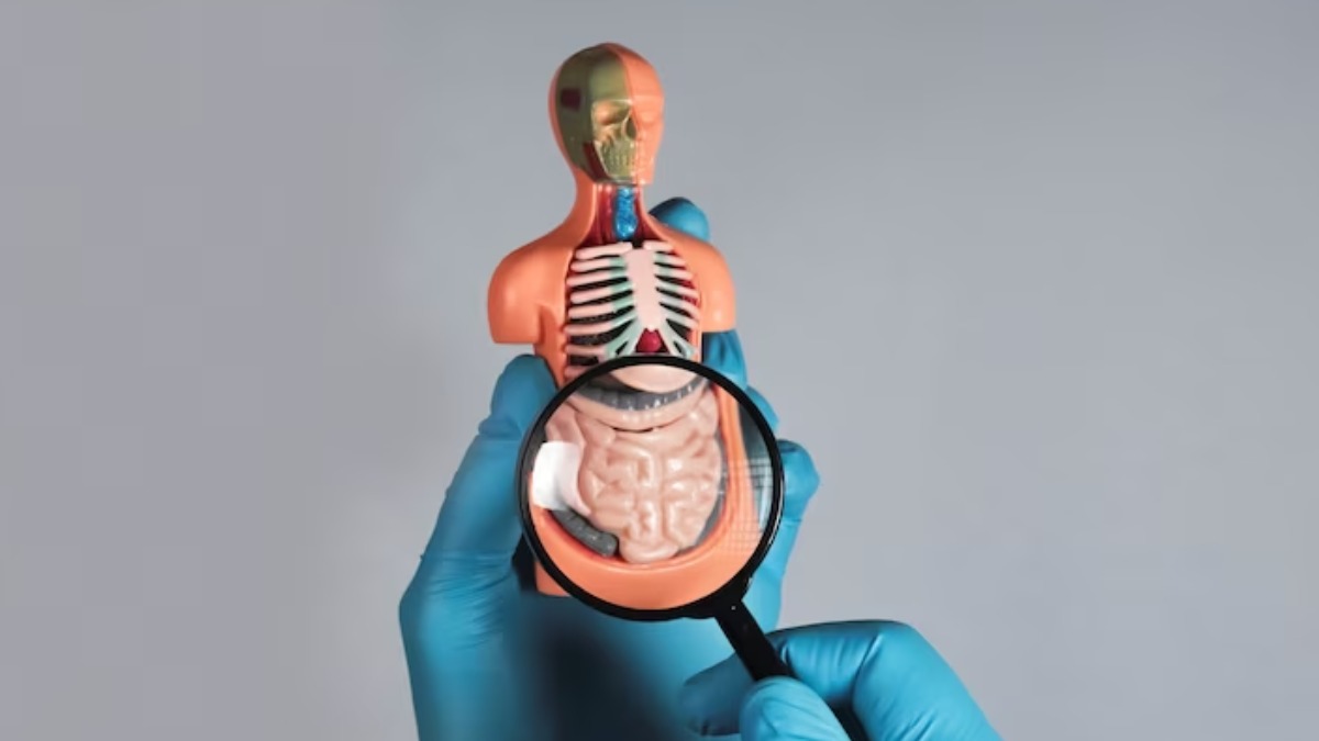 O impacto do intestino na saúde