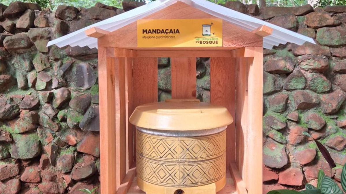 criação de abelhas