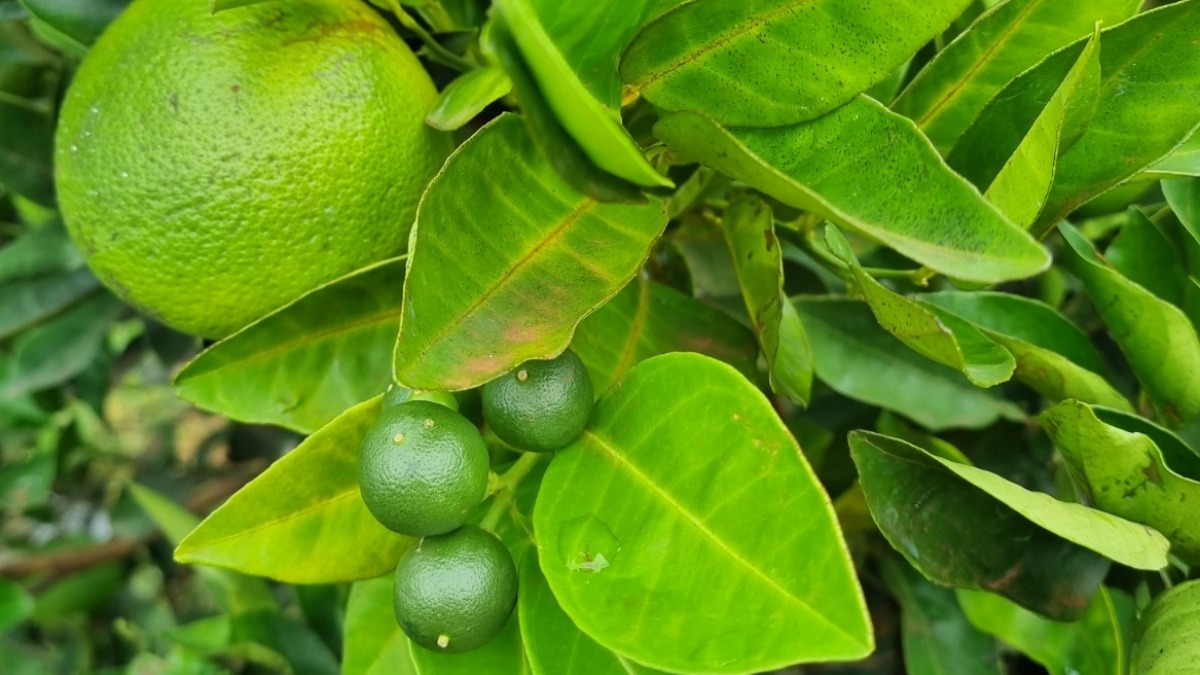 Fundecitrus realiza palestras em escolas públicas