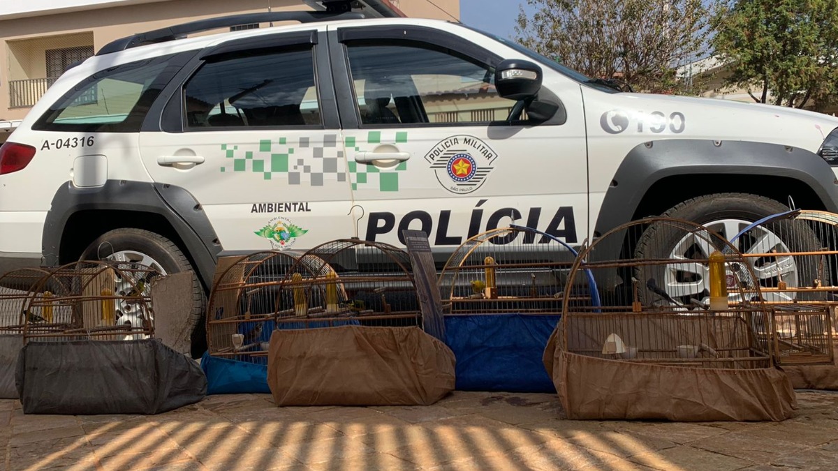 Pássaros com anilhas adulteradas