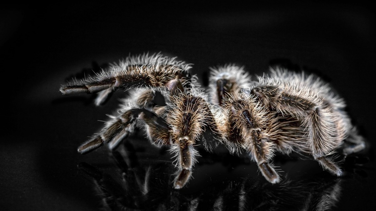 estratégia de sobrevivência aranhas