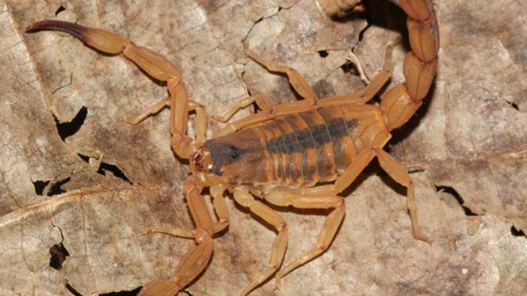 aumento de ataques de escorpiões