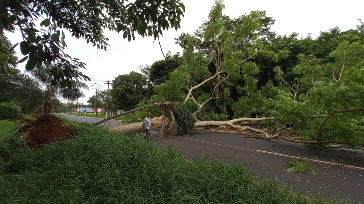 Árvore de grande porte caí e