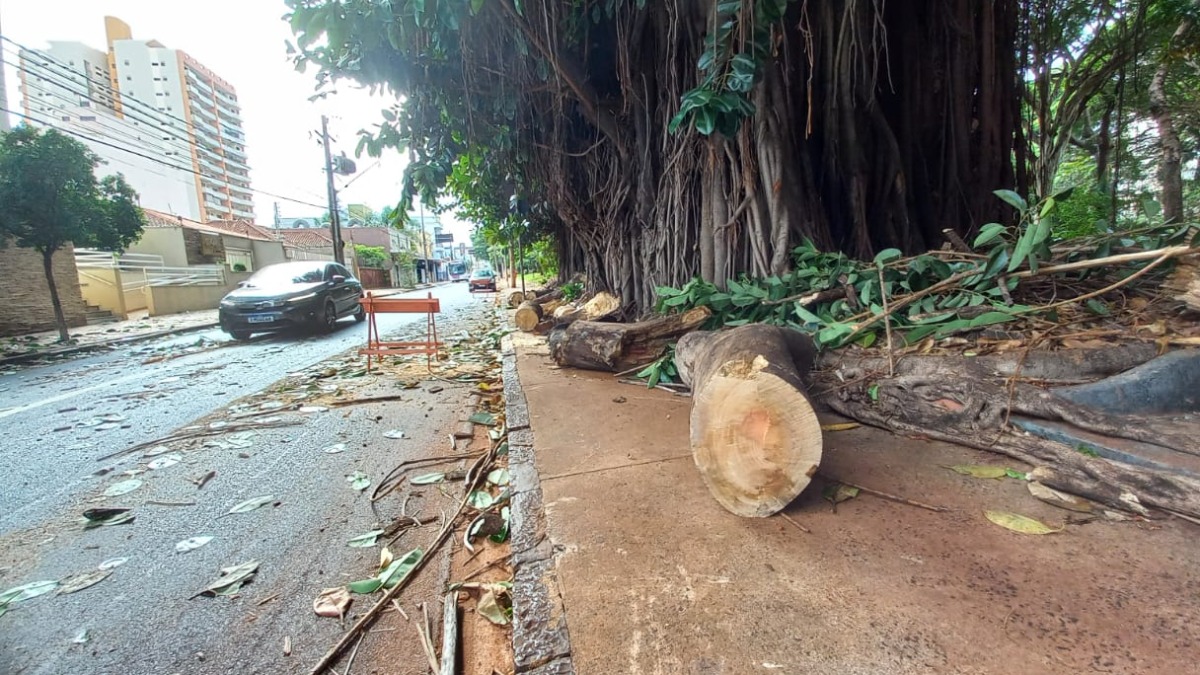Galho de árvore na praça Sete