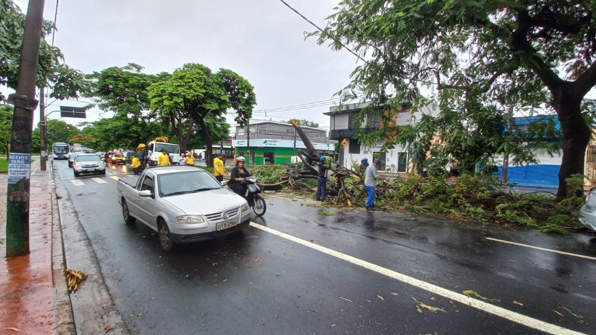 Árvore cai na rua