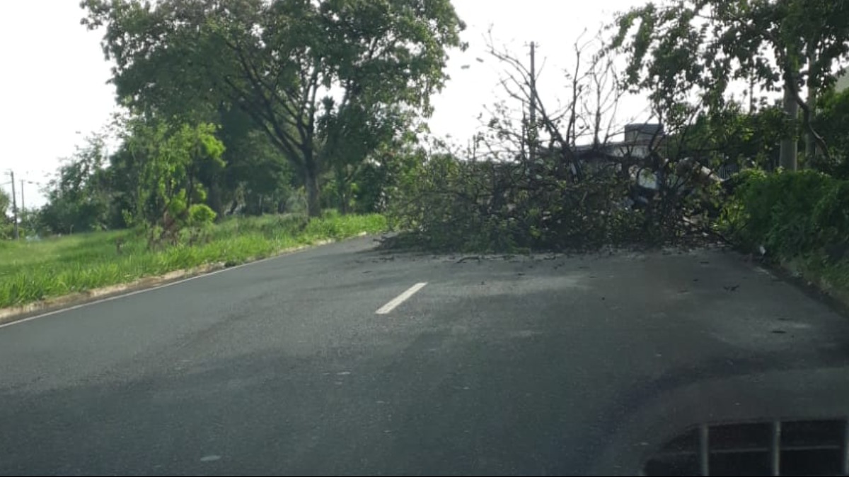 Árvore cai Avenida Patriarca