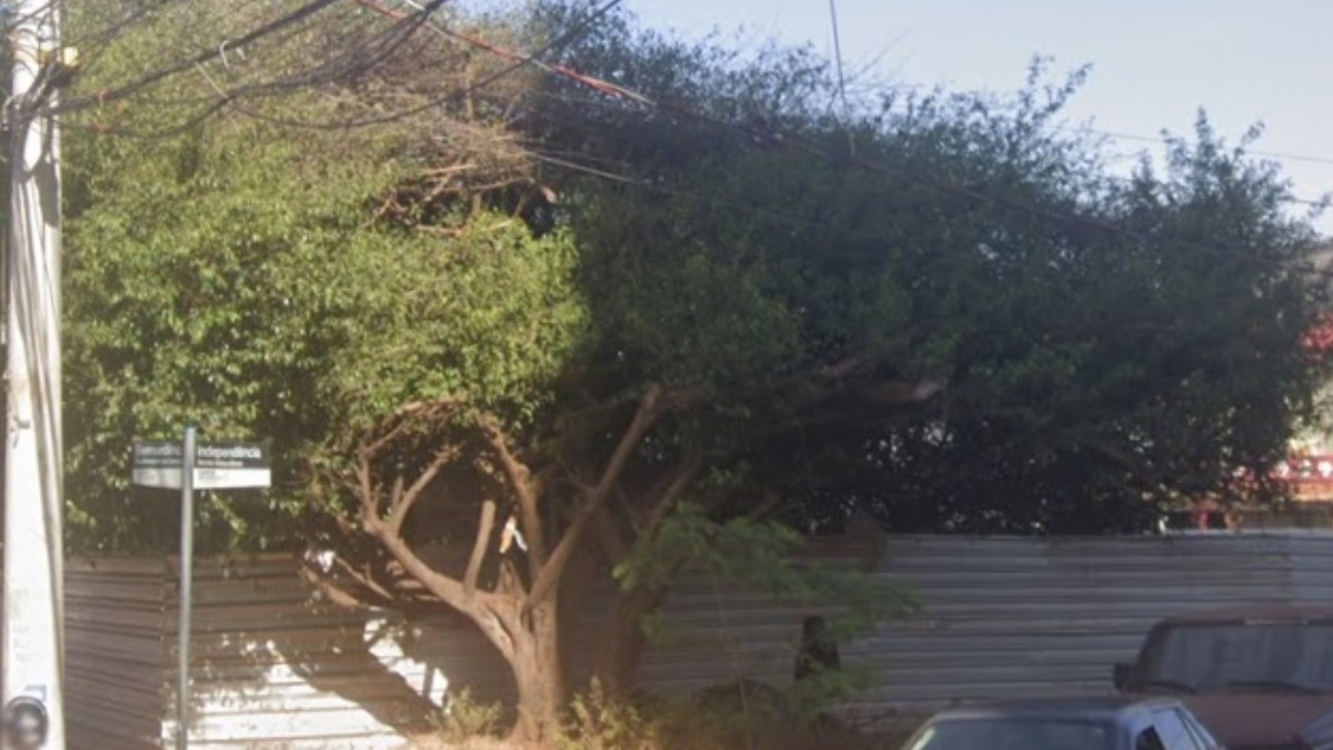 camélia tombada patrimônio