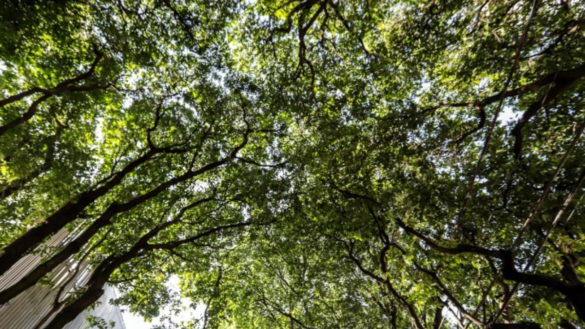 Recomposição vegetação agrícola