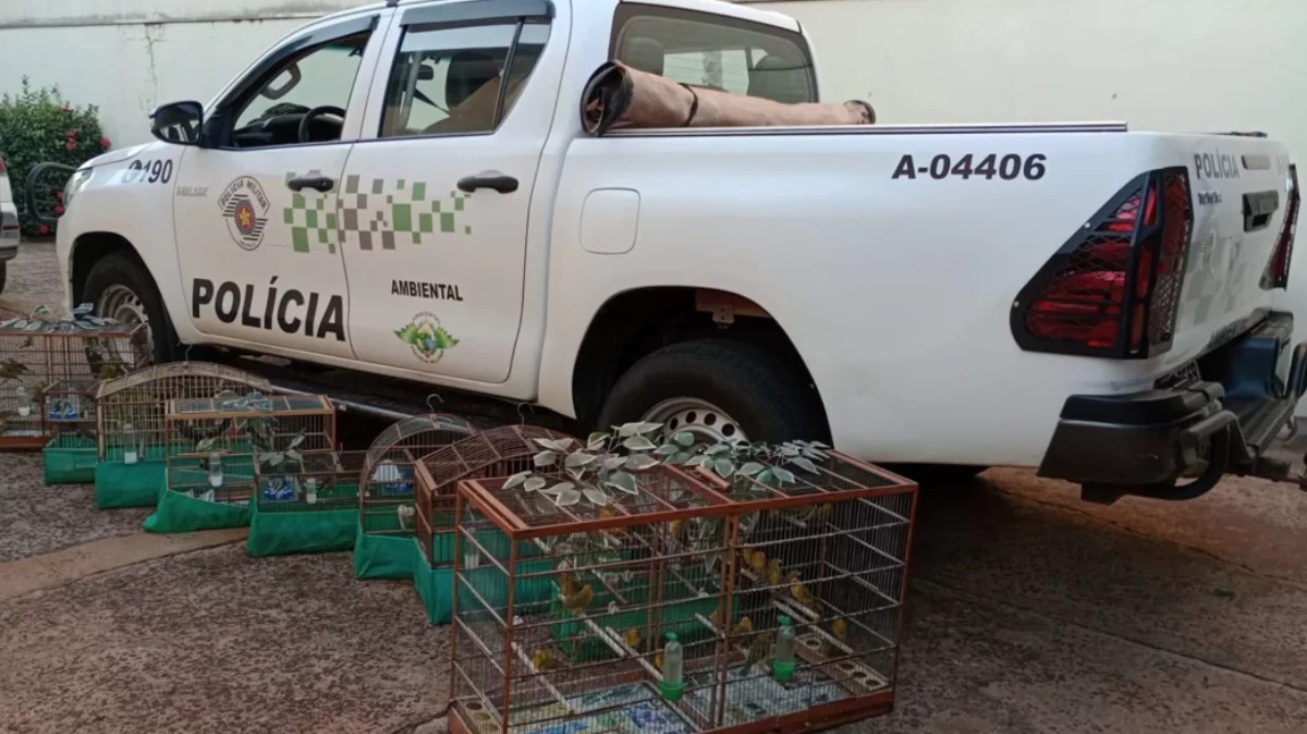 aves silvestres nativas