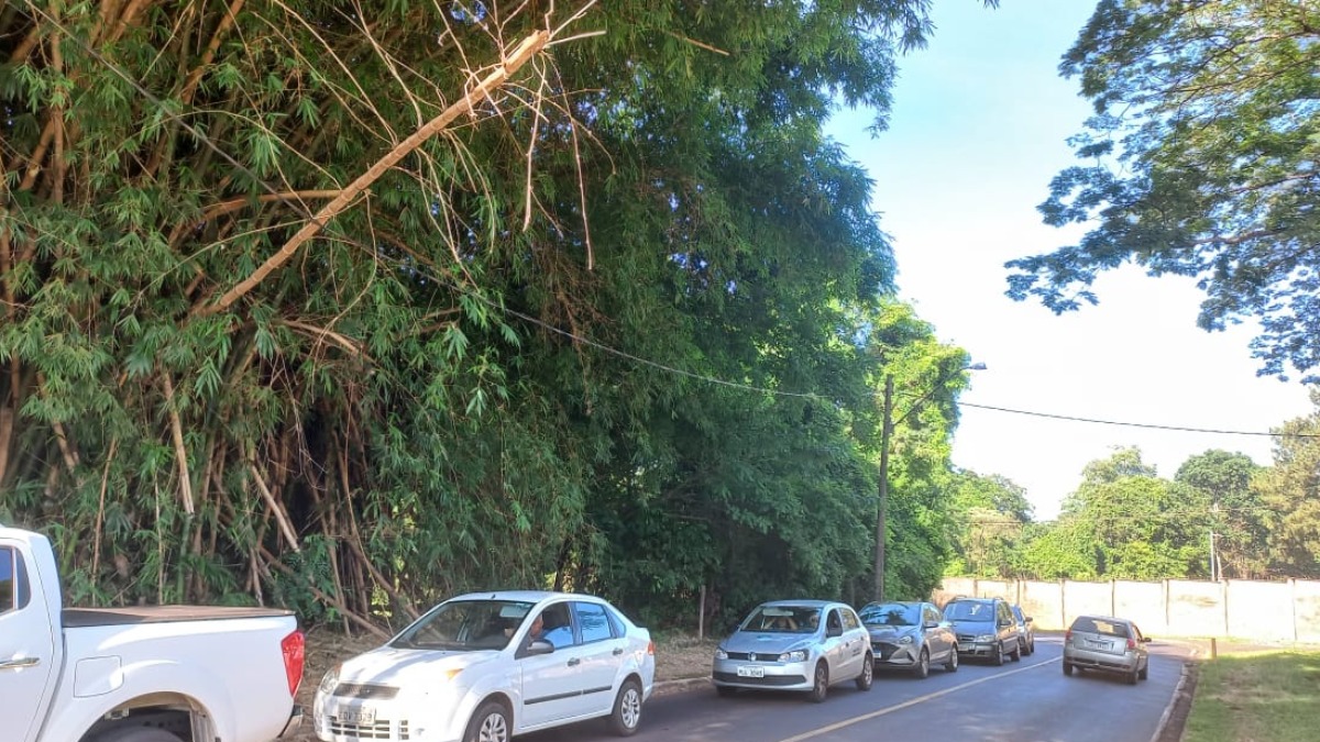 Bambu pendurado em fiação elétrica preocupa