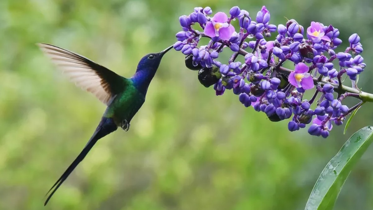 Espécies de Beija-flores no Brasil
