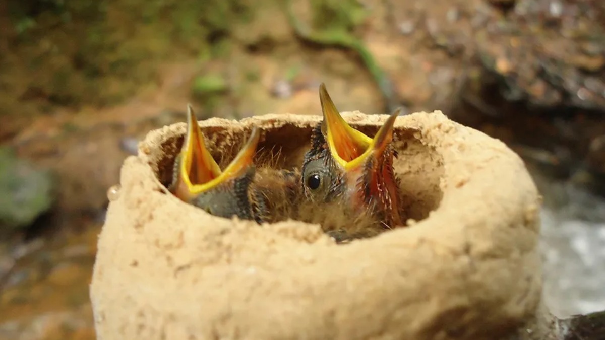beija-flor gigante Brasil