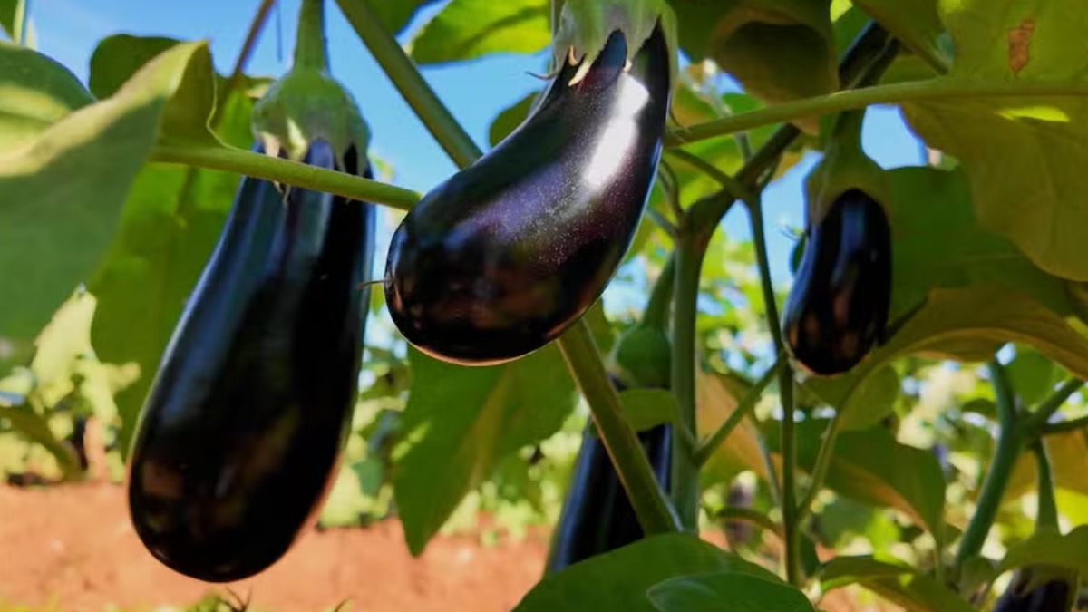 Berinjela desenvolvida em laboratório pode ajudar