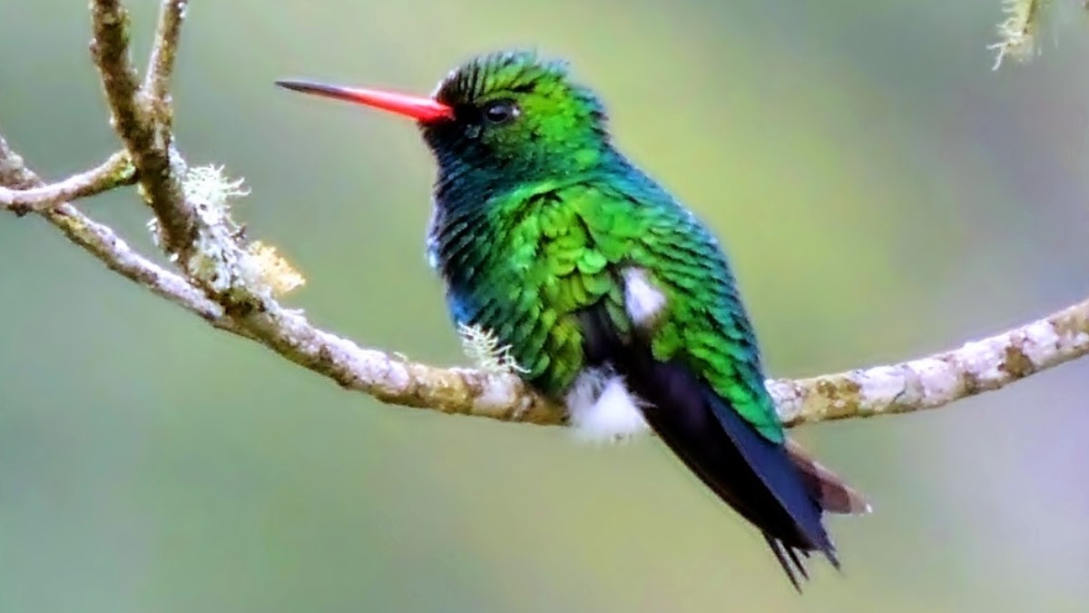 besourinho-de-bico-vermelho