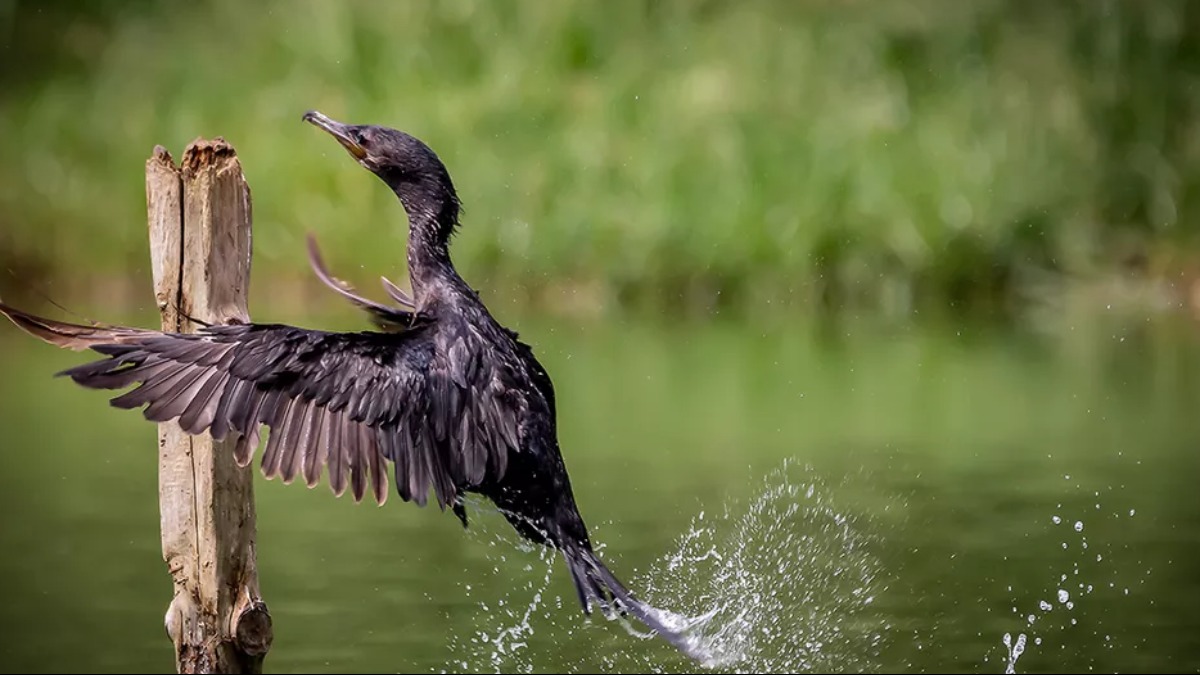 ave aquática Brasil