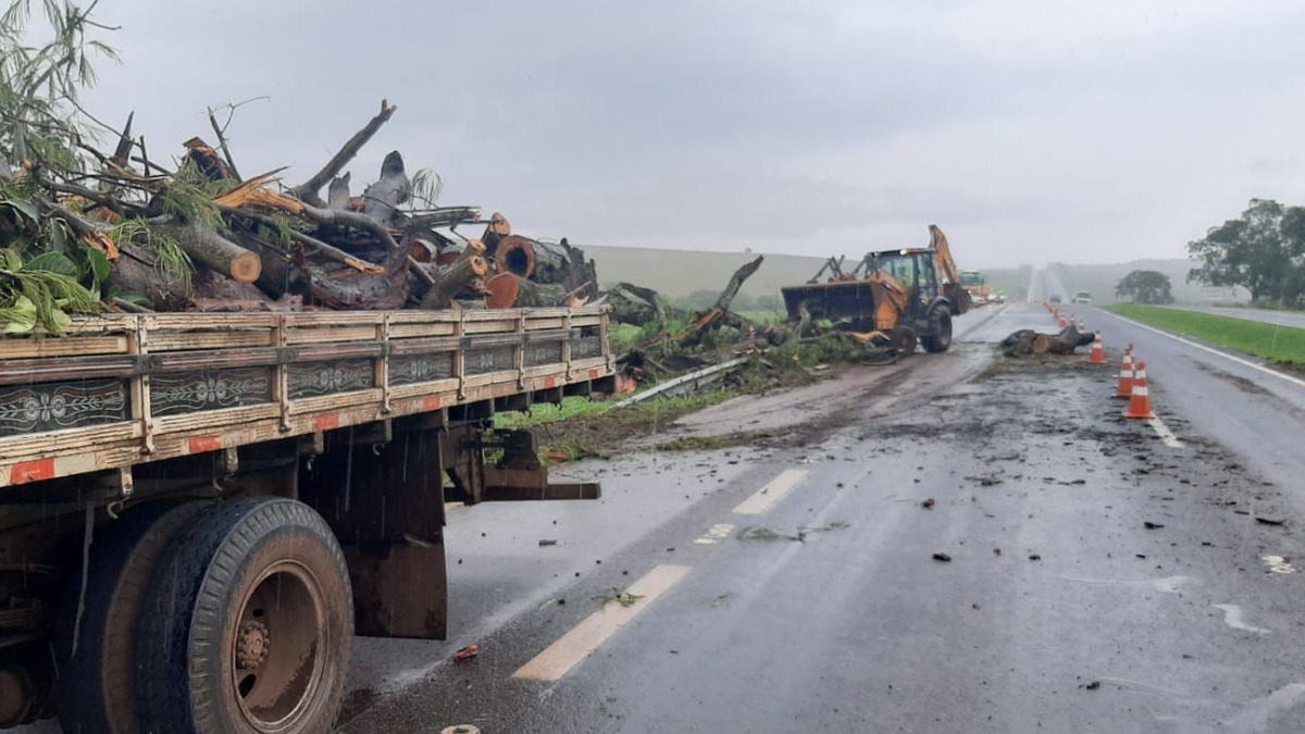 queda de árvore rodovia