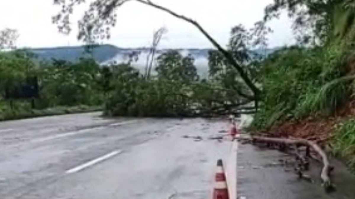 queda de árvore rodovia
