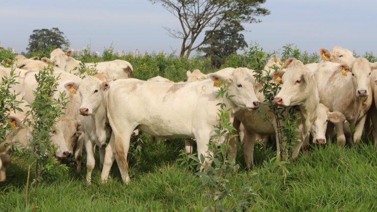 tarifa dos eua afeta exportacoes brasileiras