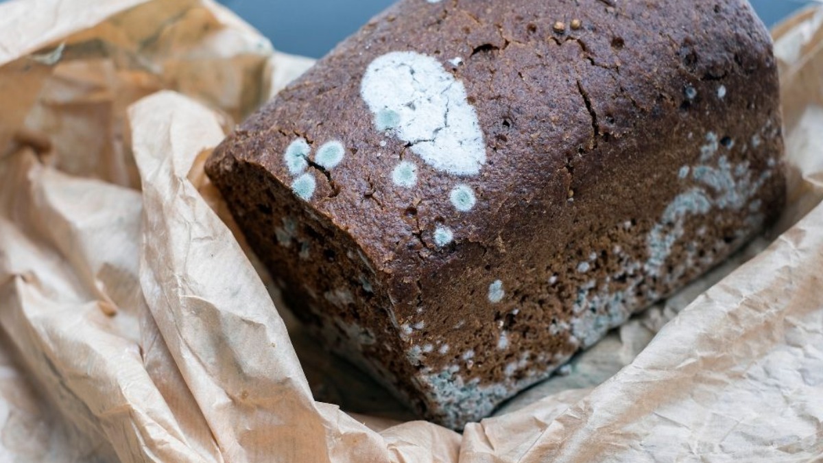 Estudo aponta alta quantidade de micotoxinas