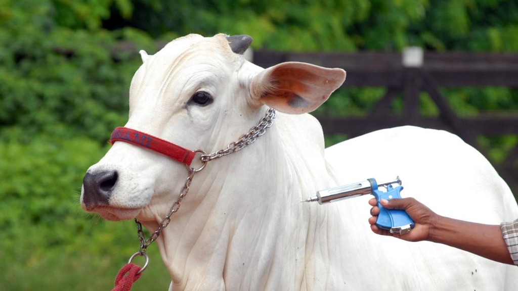 vacinação Febre Aftosa