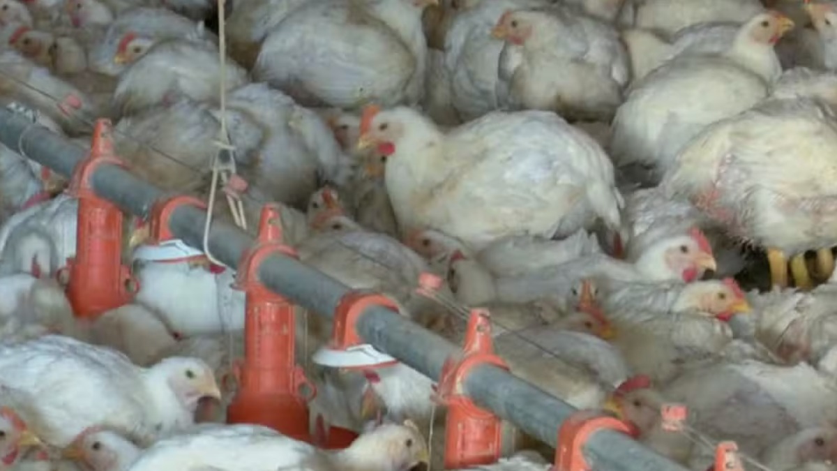 Granja no Rio Grande do Sul