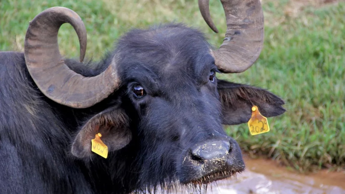 Grupo viaja cerca de 10h