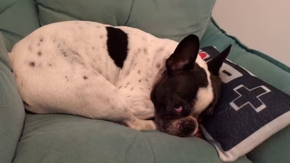 Cachorro de Beto Braga