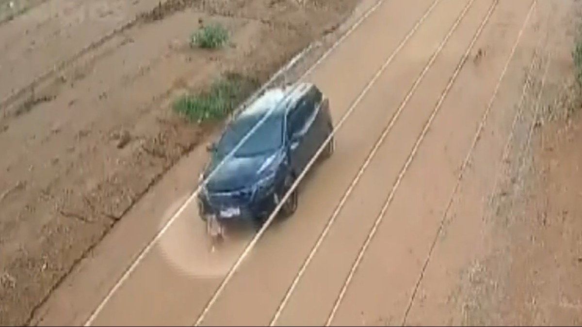 atropelamento cachorro Franca