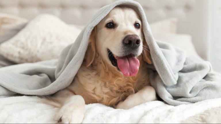 Os pets também sentem frio!