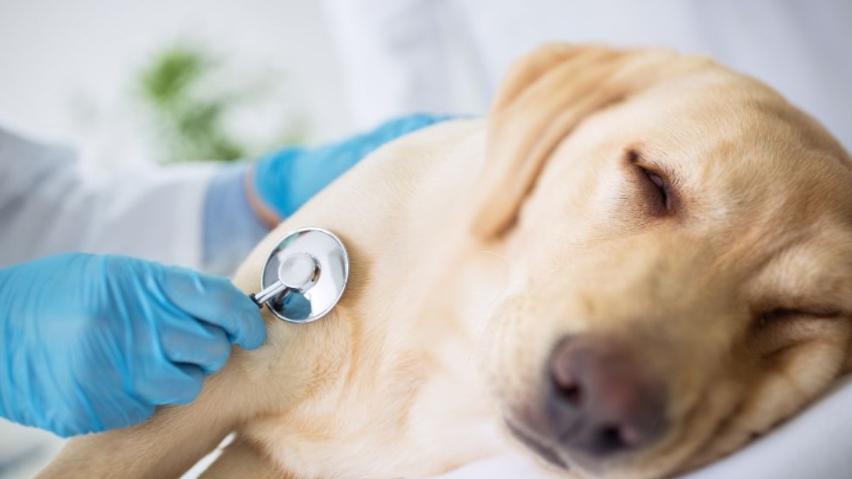 Fevereiro também é mês de conscientização