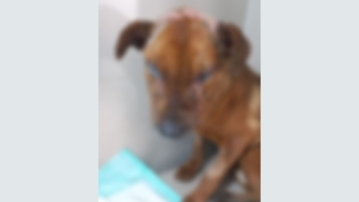 Cachorro queimaduras zona norte