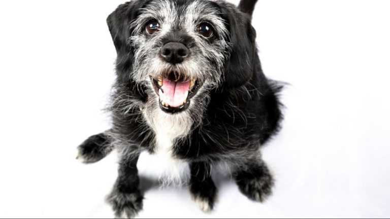 Como cuidar da longevidade dos pets